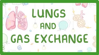 GCSE Biology  Gas Exchange and Lungs 26 [upl. by Aleafar814]