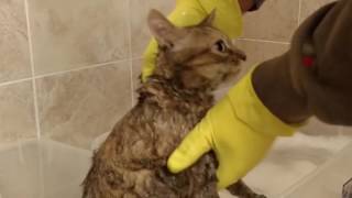 How to Wash a Cat from Hell  Bath time for Ellie [upl. by Nallad]