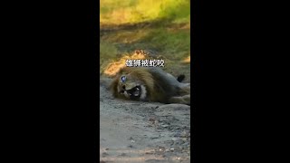 雄獅被非洲毒性最強的蛇咬到 看動物世界品百味人生 野生動物零距離 [upl. by Formenti]