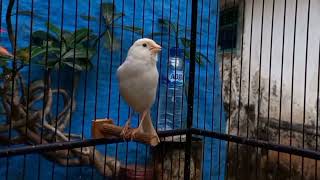 Waterslager canary singing The best canary training [upl. by Burnham]