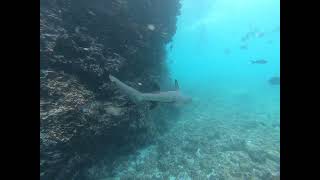 Underwater video swimming with a whitetipped reef shark at Devils Crown [upl. by Natye]