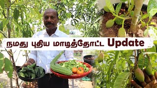 🏡🌱மாடித் தோட்டத்தை அலங்கரிக்கும் பழ செடிகள்  Creating a Fruitful Terrace Garden Setup 🌿🌼🥭 [upl. by Nani]