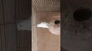 Albino black eyes female ready to breed [upl. by Eivla]