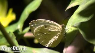 Ascia monuste orseis butterfly  Great Southern White Pierini Borboleta branca [upl. by Yclehc974]