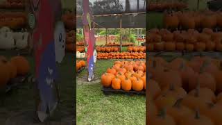 Happy Haunts Pumpkin Patch Is Open At CLC Everyday Until October 31st Hours In Description [upl. by Ikila215]