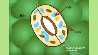 ¿Cómo se abren y se cierran los estomas [upl. by Hollenbeck324]