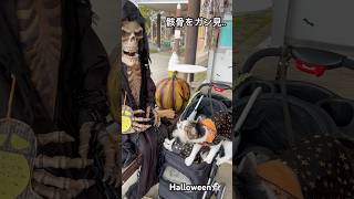 骸骨をガン見する犬と猫Halloween👻halloween 骸骨猫動画 ねこ 軽井沢 [upl. by Ahseryt28]