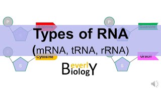 Types of RNA mRNA tRNA rRNA [upl. by Aiekram]