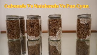 Pan Vs Natalensis Vs Cubensis Speeds [upl. by Heidt]