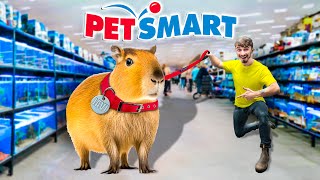 Taking My Capybara Back To Petsmart [upl. by Xed79]