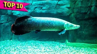 Top 10 Aquarium Fish that grows to Large Sizes [upl. by Ellatsyrc146]