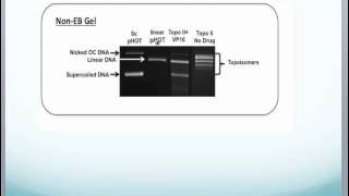 Topoisomerase II Drug Screening Kit Protocol in Theory and Practice [upl. by Eita433]