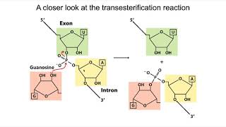 mRNA Processing [upl. by Assira]