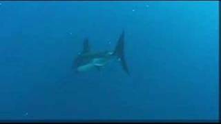 Scuba dive the Farallon Islands [upl. by Ahtiekahs737]