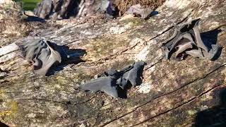 Picking dried Jelly Ear  rehydrating and cooking Auricularia auriculajudae [upl. by Whitaker661]