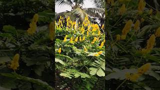 കാട്ടുപൂവിന്റെ ഭംഗി  Cassia alata shortsfeed youtubeshorts flowers [upl. by Nelyag923]