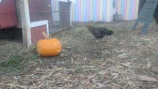 Nov 11 2024  Hens Unsure About Pumpkin [upl. by Aaberg786]