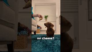 Falling asleep with cheese and a sausage dog dachshund cheese fallingasleep prank [upl. by Orly]