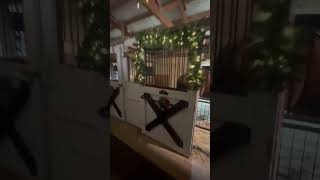 Is your barn ready for Christmas christmas horsefarm horsebarn horses christmasdecor [upl. by Eeluj]