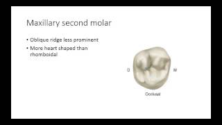 Dental Anatomy Permanent Molars [upl. by Calen]