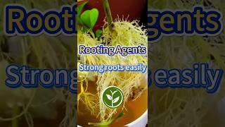 Rooting Agents strong roots easily shortvideo plants youtubeshorts garden howto agriculture [upl. by Waddle]