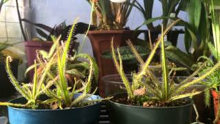 How to grow Carnivorous plants Detailed King Sundew Drosera regia Care and Culture [upl. by Manoop574]