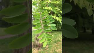 Black locust  leaves  June 2019 [upl. by Kellen]