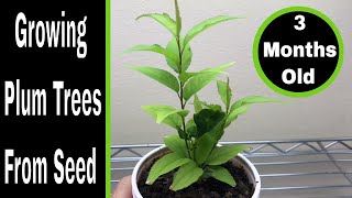 How To Grow Plum Trees From Seed 03 Months [upl. by Burgener459]