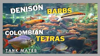 BEAUTIFUL DENISON BARBS  COLOMBIAN TETRAS TANK MATES [upl. by Lorenzana]