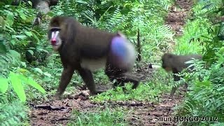 マンドリル大群の行進２ Mandrill Extremely Large Horde Crossing a Road [upl. by Mairem]