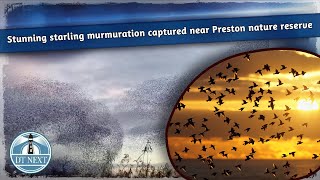 Stunning starling murmuration captured near Preston nature reserve  DT Next [upl. by Jillane]