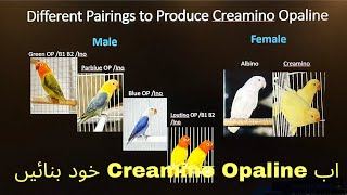 Pairing Options to Produce Cremino Opaline Lovebird opaline viral lovebirds [upl. by Hearsh641]