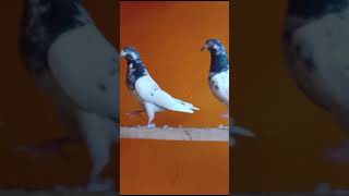 10 nbr tedy ch wala pair available pegionlover kabotrbazi shortvideo [upl. by Adlay]