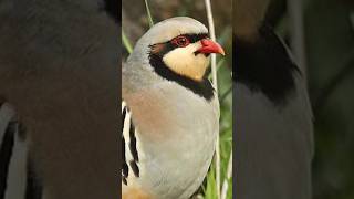 Pakistans National Bird Chakor  Pakistan Ka Qomi Parinda  An Introduction About Chakor  Chakor [upl. by Heidy]