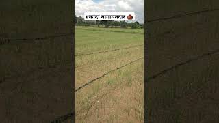 कांदा बागायतदार 🌰✌️ Kanda King shetkari Agrofarm SD Agro Subscribe [upl. by Ayim798]