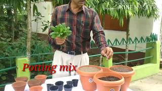 How to grow and care Bryophyllum  the miracle plant [upl. by Nortna969]