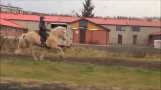 The 5 gaits of the icelandic horse [upl. by Harelda]