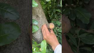 Grafted peach Grafted fruit trees [upl. by Noremak130]