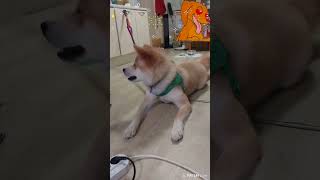 이모강아지오면 달마는 속상해요when my auntie comesDalma gets upset 강아지브이로그 반려견 반려동물 pets cutedog 바다파도 [upl. by Airelav]