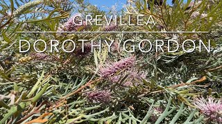 Grevillea Dorothy Gordon [upl. by Llenrrad]