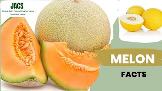 Sweet Melon Cucumis melo Facts [upl. by Elon]