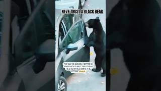 A black bear Opens Passengers door and  sigh 😳 [upl. by Lorenz]