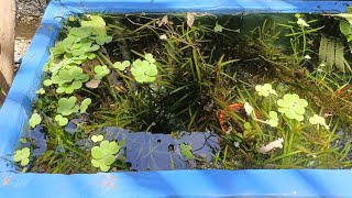 Ecosystem Tub In Natural Sunlight  No Filter No Heater No Co2 [upl. by Annat276]