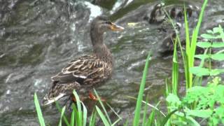 Familia de patos salvajes aprendiendo a nadar en el río de Candás [upl. by Octavie]