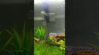 Aquatis aquarium sintetis😁 aquarium aquascape [upl. by Okun]