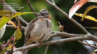 Canto del Copetón  Zonotrichia capensis 🐦 [upl. by Bartle]