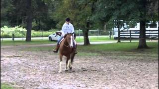 Indy  4 year old Clydesdale Paint Cross [upl. by Yrolg345]