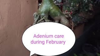 Adenium care during February amp tips for make a more thicker caudex [upl. by Aisatsana]