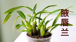 Maxillaria tenuifolia and Maxillaria variabilis 腋唇兰 [upl. by Nason]