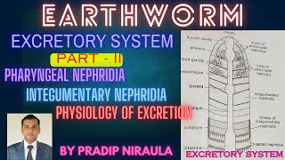 EARTHWORM EXCRETORY SYSTEMPART2 I CLASS11 I PHARYNGEALamp INTEGUMENTARY NEPHRIDIA I PRADIP NIRAULA [upl. by Carlos]